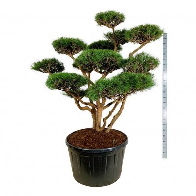 Pinus sylvestris Watereri (Nana)