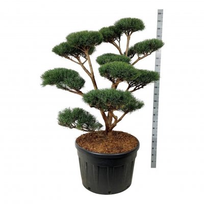 Pinus sylvestris Watereri (Nana)