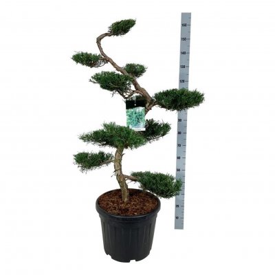 Juniperus virginiana Grey Owl