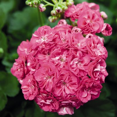 Rosenpelargon Survivor Idols Rosalinda, kruka