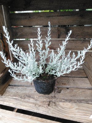 Helichrysum silvio, Curryeternell