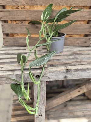 Philodendron Cobra