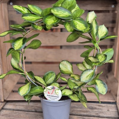 Hoya carnosa Tricolor, Porslinsblomma båge