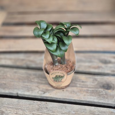 Zamioculcas zamiifolia Zenzi