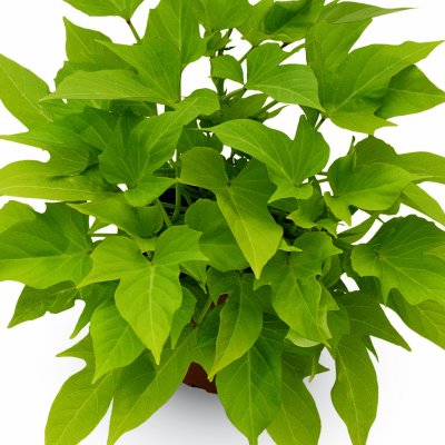 Batata Ipomoea Sweet Caroline Light Green, stickling 2-pack