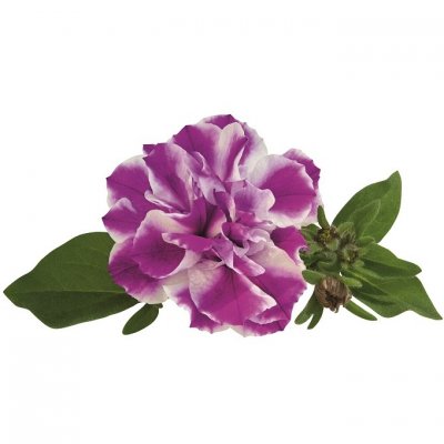 Petunia, Stickling, Amarena Twist