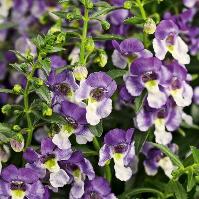 Angelonia hybrid Angelface® Wedgwood Blue
