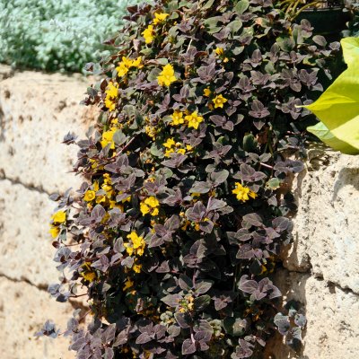 Penningblad Midnight Sun, stickling 2-pack