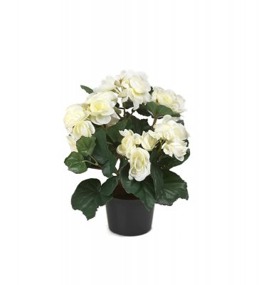 Begonia Vit 28cm
