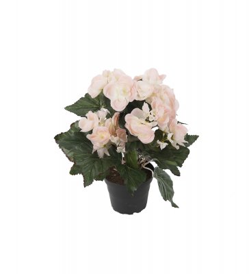 Begonia Rosa 28cm
