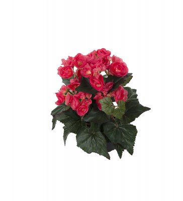 Begonia Rosa 28cm