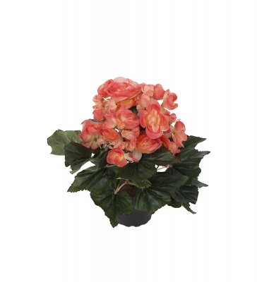 Begonia Orange 28cm