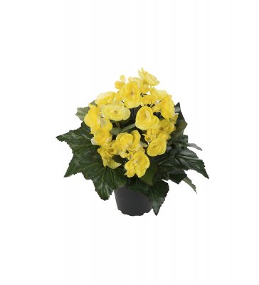 Begonia Gul 28cm