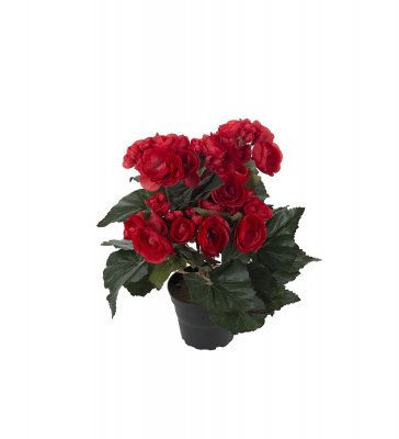 Begonia Röd 28cm