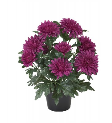 Chrysanthemum Lila 30cm