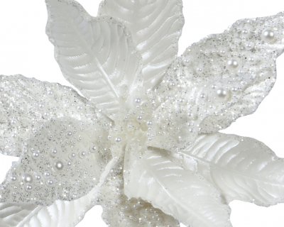 Julstjärneblomma 8x30cm