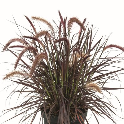 Pennisetum x advena Tiny Tails