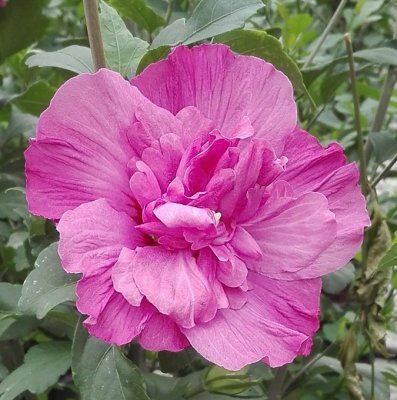 Hibiscus syriacus Magenta Chiffon ® (Rwoods5), Frilandshibiskus, C5