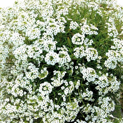 Strandkrassing Snow White, stickling 2-pack