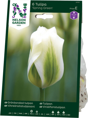 Tulpan Grönband Tulipa Spring Green