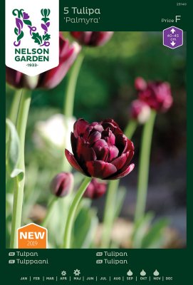 Tulpan Dubbel Tidig Tulipa Palmyra 5st