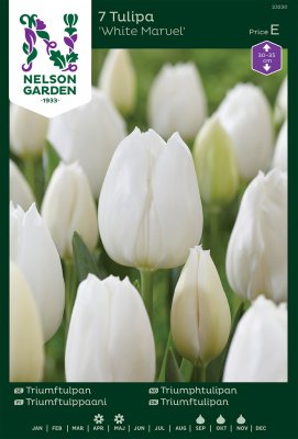 Tulpan Triumf Tulipa White Marvel 7st