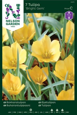 Bokharatulpan Tulipa linifolia Bright Gem 7st