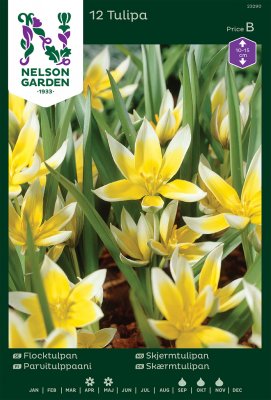 Flocktulpan Tulipa tarda 12st