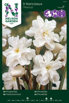 Pingstlilja Narcissus Plenus 3st