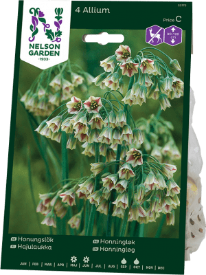 Honungslök Allium siculum