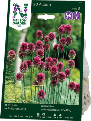 Klotlök Allium sphaerocephalon
