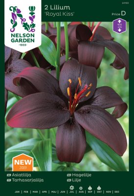 Asiatisk Lilja Lilium Royal Kiss 2st