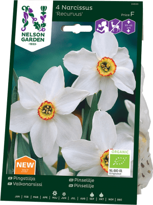Pingstlilja Narcissus Recurvus EKO