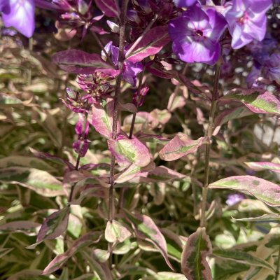 Phlox paniculata Olympus ®, Höstflox, C2