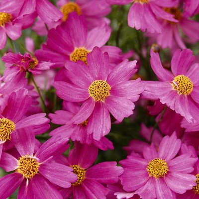 Coreopsis Pink Lady