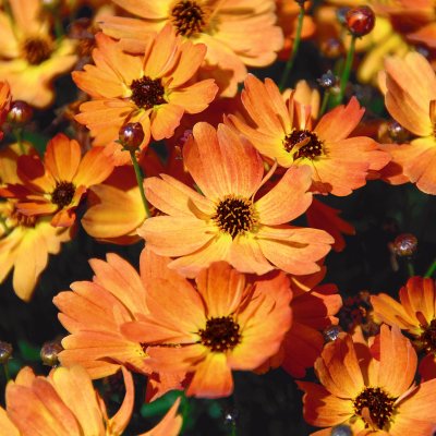 Coreopsis asteraceae Mango Punch ™