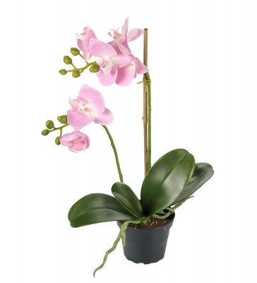 Phalaenopsis Ljusrosa 45cm