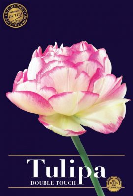 Tulpan Dubbel Sen Tulipa Double Touch