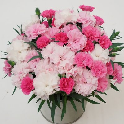 Nejlika, Stickling, Dianthus I Love You ® 3-pack
