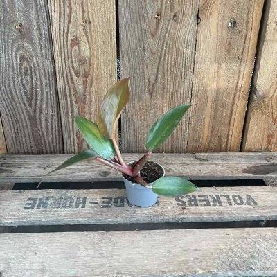 Philodendron Red Sun