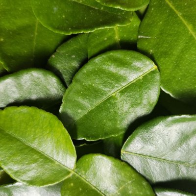 Citrus hystrix, Kaffirlime