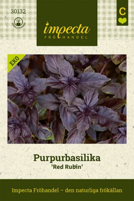 Basilika, Purpur-, Red Rubin, Ekologisk
