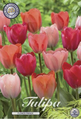 Tulpan Darwin Tulipa Flower Parade