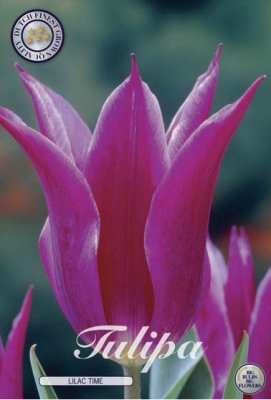 Tulpan Liljetulpan Tulipa Lilac Time