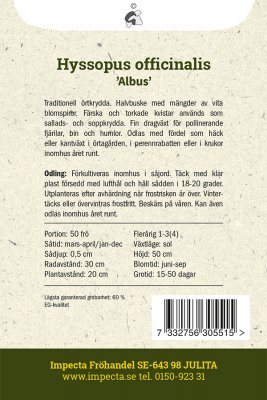 Isop 'Albus'