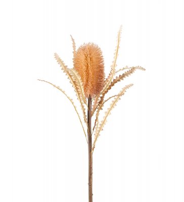 Protea Brun 60cm