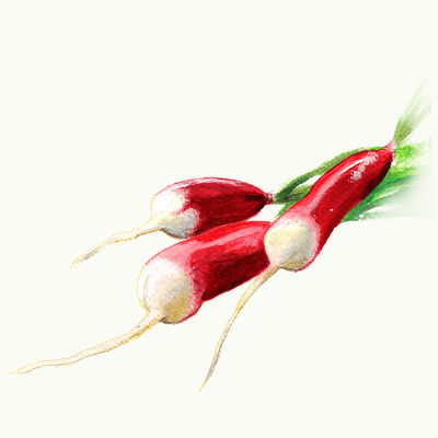 Rädisa Flamboyant