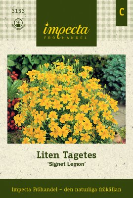 Tagetes, Liten, Signet Lemon