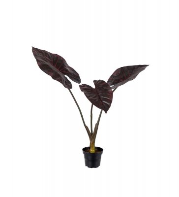 Alocasia Burgundy 50cm