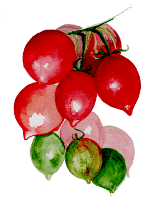 Vintertomat Kenneth´s Piennolo